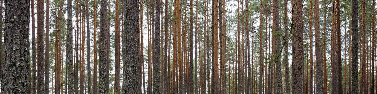 Understanding IC Datasheets: A Beginner's Guide for Engineers